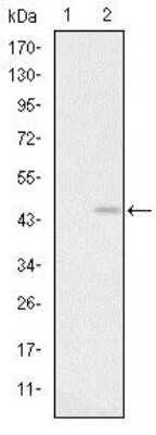 Western Blot: Glutamate Receptor 3 Antibody (1D2) [NBP2-37584] - Western blot analysis using GRIA3 mAb against HEK293 (1) and GRIA3(AA: 683-824)-hIgGFc transfected HEK293 (2) cell lysate.