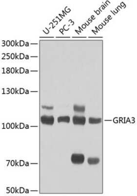 Western Blot: Glutamate Receptor 3 Antibody [NBP3-03558] - Analysis of extracts of various cell lines, using Glutamate Receptor 3 antibody at 1:1000 dilution. Secondary antibody: HRP Goat Anti-Rabbit IgG (H+L) at 1:10000 dilution. Lysates/proteins: 25ug per lane. Blocking buffer: 3% nonfat dry milk in TBST.