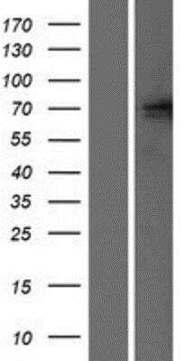 Western Blot: Glutamate Receptor 5 Overexpression Lysate (Native) [NBP2-05058] - Glutamate Receptor 5 Overexpression Lysate (Native) Left-Empty vector transfected control cell lysate (HEK293 cell lysate); Right -Over-expression Lysate for Glutamate receptor 5.