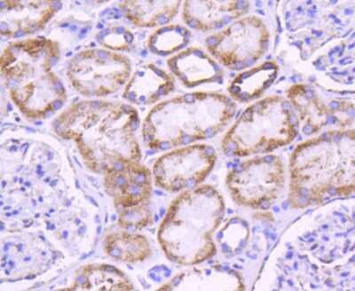 Immunohistochemistry-Paraffin: Glutaminase Antibody (SN68-09) [NBP2-67683] - Analysis of paraffin-embedded human kidney tissue using anti-Glutaminase antibody. Counter stained with hematoxylin.