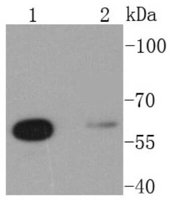 Western Blot: Glutaminase Antibody (SN68-09) [NBP2-67683] - Analysis of Glutaminase on different lysates using anti-Glutaminase antibody at 1/1,000 dilution. Positive control: Lane 1: Hela Lane 2: 293