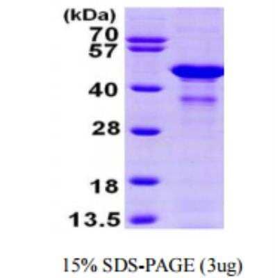 SDS-PAGE Recombinant Human Glutamine Synthetase His Protein