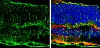 Immunohistochemistry-Frozen: Glutamine Synthetase Antibody (1055) [NBP2-43646] - Frozen sectioned adult mouse retina. Green: Glutamine synthetase protein stained by Glutamine synthetase antibody [1055] diluted at 1:250. Red: PKC alpha protein stained by PKC alpha antibody [1876] diluted at 1:250. Blue: Fluoroshield with DAPI.