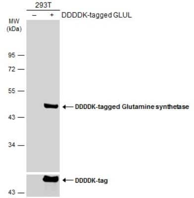 Western Blot: Glutamine Synthetase Antibody (1055) [NBP2-43646] - Non-transfected (-) and transfected (+) 293T whole cell extracts (30 ug) were separated by 10% SDS-PAGE, and the membrane was blotted with Glutamine synthetase antibody [1055]  diluted at 1:1000. The HRP-conjugated anti-mouse IgG antibody (NBP2-19382) was used to detect the primary antibody.