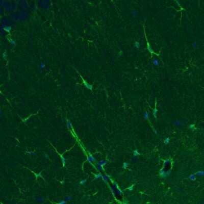 Immunohistochemistry: Glutamine Synthetase Antibody (2999) [NBP2-46643] - Staining of mouse hippocampal formation shows positivity in a subset of astrocytes.