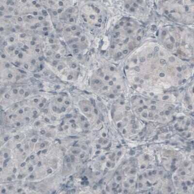 Immunohistochemistry: Glutamine Synthetase Antibody (2999) [NBP2-46643] - Staining of human pancreas shows absence of immunoreactivity (negative control).