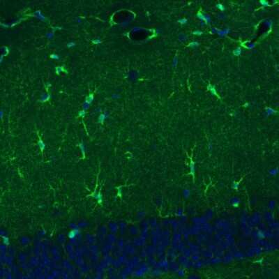 Immunohistochemistry: Glutamine Synthetase Antibody (3004) [NBP2-46644] - Staining of mouse dentate gyrus shows immunoreactivity in a subset of astrocytes.