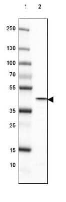 Western Blot: Glutamine Synthetase Antibody (3004) [NBP2-46644] - Lane 1: Marker [kDa] 250, 130, 100, 70, 55, 35, 25, 15, 10.  Lane 2: Mouse Cerebral Cortex tissue