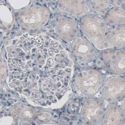 Immunohistochemistry-Paraffin: Glutamine Synthetase Antibody (3013) [NBP2-46645] - Staining of human kidney shows absence of immunoreactivity (negative control).