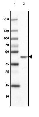 Western Blot: Glutamine Synthetase Antibody (3013) [NBP2-46645] - Lane 1: Marker  [kDa] 250, 130, 100, 70, 55, 35, 25, 15, 10.  Lane 2: Human Cerebral Cortex tissue