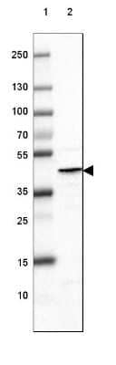 Western Blot: Glutamine Synthetase Antibody (3013) [NBP2-46645] - Lane 1: Marker [kDa] 250, 130, 100, 70, 55, 35, 25, 15, 10.  Lane 2: Mouse Cerebral Cortex tissue