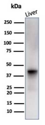 Western Blot: Glutamine Synthetase Antibody (GLUL/6600) [NBP3-13928] - Western blot analysis of human liver tissue lysate using Glutamine Synthetase antibody (GLUL/6600).