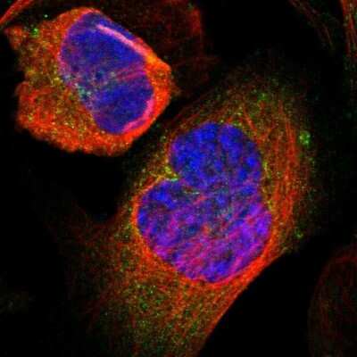 Immunocytochemistry/Immunofluorescence: Glutamine Synthetase Antibody [NBP1-89767] - Staining of human cell line U-2 OS shows localization to cytosol & mitochondria.