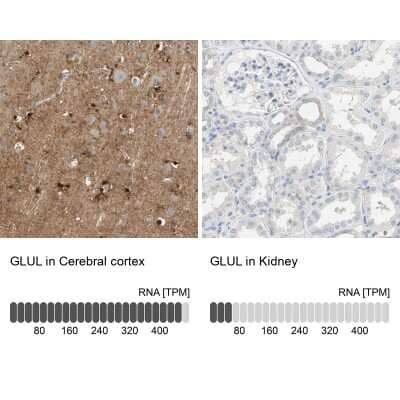 Immunohistochemistry-Paraffin: Glutamine Synthetase Antibody [NBP1-89767] - Staining in human cerebral cortex and kidney tissues using NBP1-89767 antibody. Corresponding GLUL RNA-seq data are presented for the same tissues.