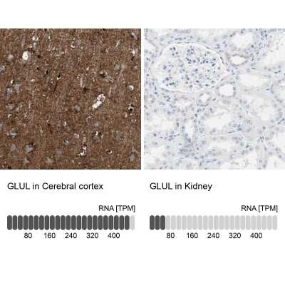 <b>Independent Antibodies Validation and Orthogonal Strategies Validation.</b>Immunohistochemistry-Paraffin: Glutamine Synthetase Antibody [NBP1-89768] - Staining in human cerebral cortex and kidney tissues using NBP1-89768 antibody. Corresponding GLUL RNA-seq data are presented for the same tissues.