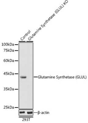 Western Blot: Glutamine Synthetase Antibody [NBP3-03471] - Western blot analysis of extracts from normal (control) and Glutamine Synthetase knockout (KO) 293T cells, using Glutamine Synthetase antibody (NBP3-03471) at 1:1000 dilution. Secondary antibody: HRP Goat Anti-Rabbit IgG (H+L) at 1:10000 dilution. Lysates/proteins: 25ug per lane. Blocking buffer: 3% nonfat dry milk in TBST. Detection: ECL Basic Kit. Exposure time: 5s.