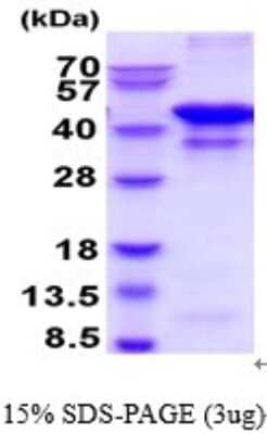 SDS-PAGE Recombinant Human Glutamine Synthetase Protein