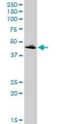 Western Blot: Glutaminyl-peptide Cyclotransferase/QPCT Antibody [H00025797-D01P] - Analysis of QPCT expression in HeLa.