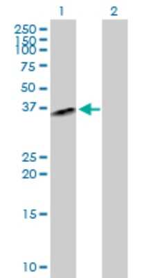 Western Blot: Glutaminyl-peptide Cyclotransferase/QPCT Antibody [H00025797-D01P] - Analysis of QPCT expression in transfected 293T cell line by QPCT polyclonal antibody.Lane 1: QPCT transfected lysate(40.90 KDa).Lane 2: Non-transfected lysate.