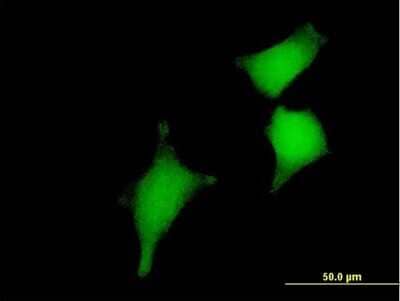 Immunocytochemistry/Immunofluorescence: Glutaredoxin 2 Antibody [H00051022-B01P] - Analysis of purified antibody to GLRX2 on HeLa cell. (antibody concentration 10 ug/ml)