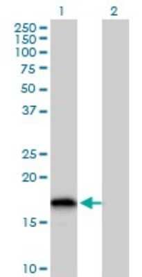 Western Blot: Glutaredoxin 2 Antibody [H00051022-B01P] - Analysis of GLRX2 expression in transfected 293T cell line by GLRX2 polyclonal antibody.  Lane 1: GLRX2 transfected lysate(13.75 KDa). Lane 2: Non-transfected lysate.