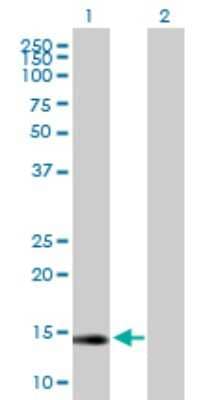 Western Blot: Glutaredoxin 2 Antibody [H00051022-B02P] - Analysis of GLRX2 expression in transfected 293T cell line by GLRX2 polyclonal antibody.  Lane 1: GLRX2 transfected lysate(18.04 KDa). Lane 2: Non-transfected lysate.