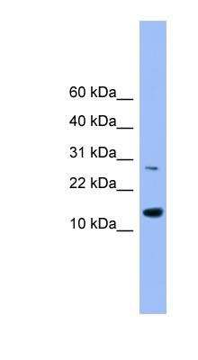 Western Blot: Glutaredoxin 2 Antibody [NBP1-79689] - Human Heart lysate, concentration 0.2-1 ug/ml.