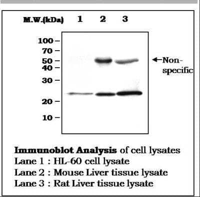 Western Blot: Glutathione Peroxidase 1/GPX1 Antibody (13B2AF) [NBP1-39565]