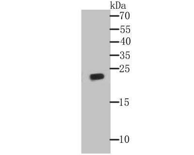 Western Blot: Glutathione Peroxidase 1/GPX1 Antibody (A6-C0-B9) [NBP2-76857] - Western blot analysis of Glutathione Peroxidase 1 on THP-1 cell lysate using anti- Glutathione Peroxidase 1 antibody at 1/500 dilution.
