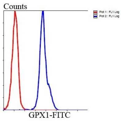 Flow Cytometry: Glutathione Peroxidase 1/GPX1 Antibody (C5-F6) [NBP2-66873] - Analysis of HepG2 cells with GPX1 antibody at 1/100 dilution (blue) compared with an unlabelled control (cells without incubation with primary antibody; red). Goat anti mouse IgG (FITC) was used as the secondary antibody.