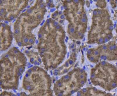 Immunohistochemistry-Paraffin: Glutathione Peroxidase 1/GPX1 Antibody (C5-F6) [NBP2-66873] - Analysis of paraffin-embedded human kidney tissue using anti-GPX1 antibody. Counter stained with hematoxylin.