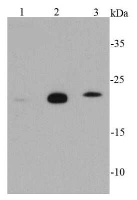 Western Blot: Glutathione Peroxidase 1/GPX1 Antibody (C5-F6) [NBP2-66873] - Analysis of GPX1 on different cell lysates using anti-GPX1 antibody at 1/1000 dilution.  Positive control:  Lane 1: THP-1  Lane 2: HepG2  Lane 3: 293T