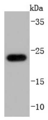 Western Blot: Glutathione Peroxidase 1/GPX1 Antibody (JF0944) [NBP2-66874] - Analysis of Glutathione Peroxidase 1 on THP-1 cells lysates using anti-Glutathione Peroxidase 1 antibody at 1/1,000 dilution.