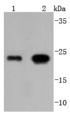 Western Blot: Glutathione Peroxidase 1/GPX1 Antibody (JJ092-07) [NBP2-67911] - Analysis of Glutathione Peroxidase 1 on different lysates using anti-Glutathione Peroxidase 1 antibody at 1/1,000 dilution. Positive control: Lane 1: HepG2 Lane 2: THP-1