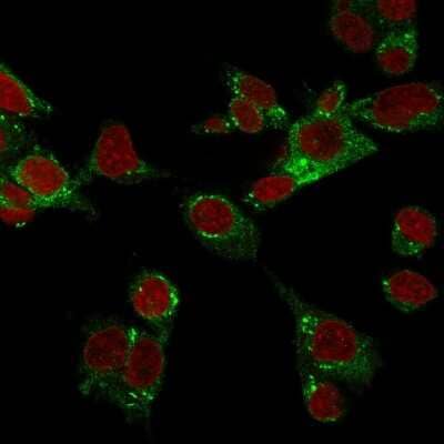 Immunocytochemistry/Immunofluorescence: Glutathione Peroxidase 4/GPX4 Antibody (LHM 2) - Azide and BSA Free [NBP3-08253] - Confocal immunofluorescence image of HepG2 cells stained with Glutathione Peroxidase 4/GPX4 Mouse Monoclonal Antibody (LHM 2) followed by goat anti- Mouse CF488 (green). RedDot is used to label the nuclei red.