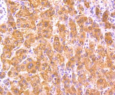 Immunohistochemistry-Paraffin: Glutathione Peroxidase 5 Antibody (5A1) [NBP2-75512] - Analysis of paraffin-embedded human liver tissue using anti-GPX5 antibody. Counter stained with hematoxylin.