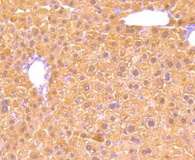 Immunohistochemistry-Paraffin: Glutathione Peroxidase 5 Antibody (5A1) [NBP2-75512] - Analysis of paraffin-embedded mouse liver tissue using anti-GPX5 antibody. Counter stained with hematoxylin.