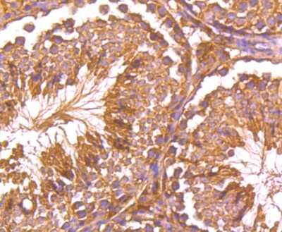 Immunohistochemistry-Paraffin: Glutathione Peroxidase 5 Antibody (5A1) [NBP2-75512] - Analysis of paraffin-embedded mouse testis tissue using anti-GPX5 antibody. Counter stained with hematoxylin.
