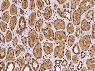 Immunohistochemistry-Paraffin: Glutathione Reductase Antibody [NBP2-97945] - Immunochemical staining of human Glutathione Reductase in human kidney with rabbit polyclonal antibody at 1:100 dilution, formalin-fixed paraffin embedded sections.