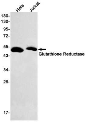 Western Blot: Glutathione Reductase Antibody (S08-2E4) [NBP3-15033] - Western blot detection of Glutathione Reductase in Hela, Jurkat cell lysates using Glutathione Reductase Rabbit mAb (1:500 diluted). Predicted band size: 56kDa. Observed band size: 51kDa.