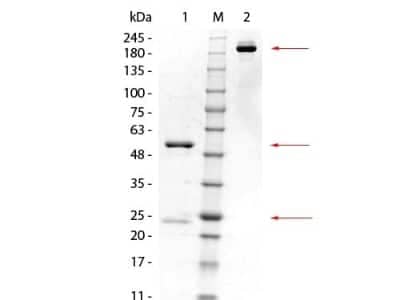 SDS-Page: Glutathione S Transferase kappa 1 Antibody (16A11.E4.E3.E7) [NBP2-44172] - SDS-PAGE of Mouse anti-GSTK1 Monoclonal Antibody. Lane 1: Reduced Mouse anti-GSTK1 Monoclonal Antibody. Lane 2: 3 UL OPAL Pre-stained Marker  Lane 3: Non-reduced Mouse anti-GSTK1 Monoclonal Antibody. Load: 1 Ug per lane. Predicted/Observed size: Non-reduced at 160 kDa/observed at 180-200 kDa; Reduced at 55, 25 kDa. Non-reduced migrates at slightly higher molecular weight.