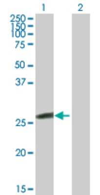 Western Blot: Glutathione S Transferase kappa 1 Antibody [H00373156-B01P] - Analysis of GSTK1 expression in transfected 293T cell line by GSTK1 polyclonal antibody.  Lane 1: GSTK1 transfected lysate(24.97 KDa). Lane 2: Non-transfected lysate.