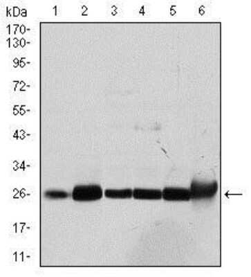 Western Blot: Glutathione S-Transferase mu 1/GSTM1 Antibody (1H4A4) [NBP2-22185] - Western blot analysis using GSTM1 mouse mAb against Cos7 (1), MCF-7 (2), Jurkat (3), Hela (4), HL7702 (5) and HepG2 (6) cell lysate.