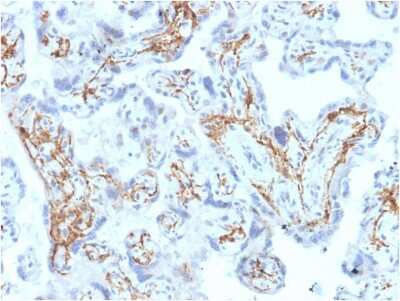 Immunohistochemistry-Paraffin: Glutathione S-Transferase mu 1/GSTM1 Antibody (CPTC-GSTMu1-3) [NBP3-08254] - Formalin-fixed, paraffin-embedded human Placenta stained with Glutathione S-Transferase mu 1/GSTM1 Mouse Monoclonal Antibody (GSTMu1-3).