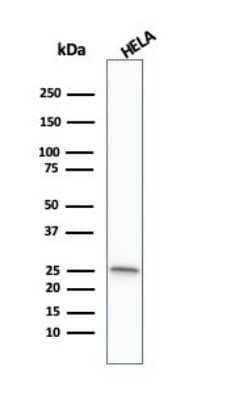 Western Blot: Glutathione S-Transferase mu 1/GSTM1 Antibody (CPTC-GSTMu1-3) [NBP3-08254] - Western Blot Analysis of HeLa cell lysate using Glutathione S-Transferase mu 1/GSTM1 Mouse Monoclonal Antibody (GSTMu1-3).