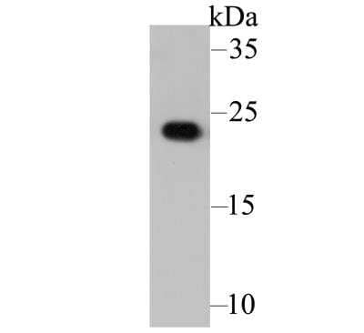 Western Blot: Glutathione S-Transferase pi 1/GSTP1 Antibody (11D5) [NBP2-76868] - Western blot analysis of GST3 on A549 cell lysate. Proteins were transferred to a PVDF membrane and blocked with 5% BSA in PBS for 1 hour at room temperature. The primary antibody was used at a 1:500 dilution in 5% BSA at room temperature for 2 hours. Goat Anti-Mouse IgG - HRP Secondary Antibody (HA1006) at 1:5,000 dilution was used for 1 hour at room temperature.