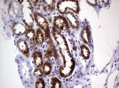 Immunohistochemistry: Glutathione S-Transferase pi 1/GSTP1 Antibody (OTI4B6) - Azide and BSA Free [NBP2-70857] - Analysis of Human Kidney tissue. (Heat-induced epitope retrieval by 10mM citric buffer, pH6.0, 120C for 3min)