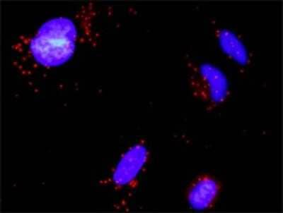 Proximity Ligation Assay: Glutathione S-Transferase pi 1/GSTP1 Antibody [H00002950-D01P] - Analysis of protein-protein interactions between GSTP1 and MAPK8. HeLa cells were stained with anti-GSTP1 rabbit purified polyclonal 1:1200 and anti-MAPK8 mouse monoclonal antibody 1:50. Each red dot represents the detection of protein-protein interaction complex, and nuclei were counterstained with DAPI (blue).
