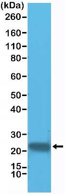 Western Blot: Glutathione S-Transferase pi 1/GSTP1 Antibody (RM347) [NBP2-77420] - Western Blot of HeLa cell lysate using NBP2-77420).