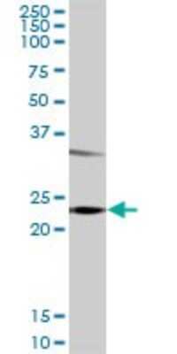 Western Blot: Glutathione S-Transferase pi 1/GSTP1 Antibody [H00002950-D01P] - Analysis of GSTP1 expression in mouse liver.